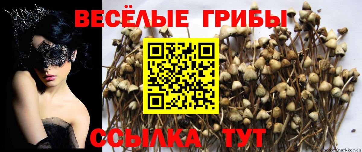 Галлюциногенные грибы Cubensis Балашиха